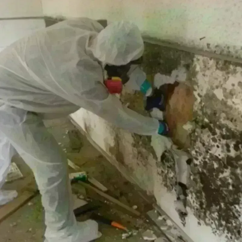 Mold Remediation and Removal in Bogata, TX